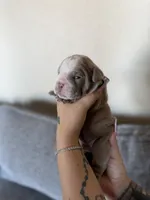 Light green, a male English Bulldog for sale in Fountain, CO – Photo 1 of 4