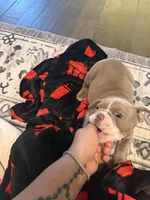 Blue, a male English Bulldog for sale in Fountain, CO – Photo 3 of 3