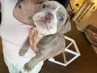 Blue, a male English Bulldog for sale in Fountain, CO – Photo 2 of 3