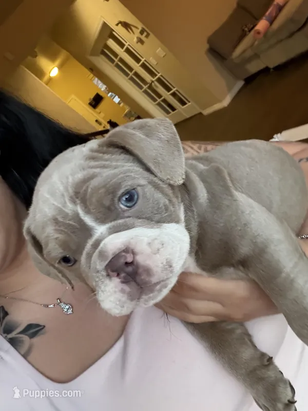 Blue, a male English Bulldog for sale in Fountain, CO – Photo 1 of 3