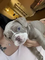 Blue, a male English Bulldog for sale in Fountain, CO – Photo 1 of 3