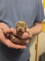 Skye, a female Chihuahua for sale in Cave City, AR – Photo 4 of 4