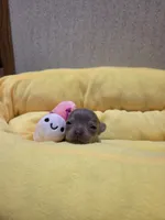 Skye, a female Chihuahua for sale in Cave City, AR – Photo 1 of 4