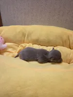 Skye, a female Chihuahua for sale in Cave City, AR – Photo 2 of 4