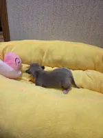 Skye, a female Chihuahua for sale in Cave City, AR – Photo 3 of 4