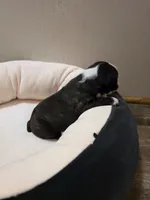 Sugar, a female Boston Terrier for sale in Cave City, AR – 2 of 3