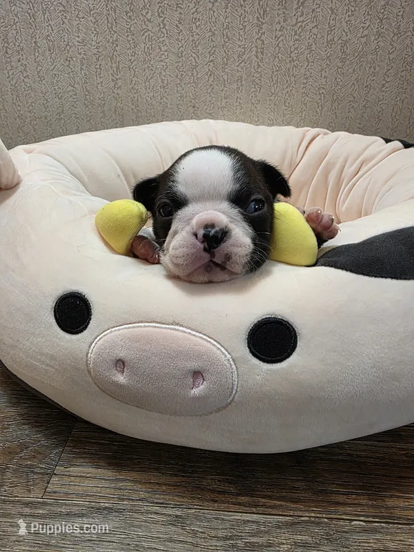 Sugar – Boston Terrier puppy for sale in Cave City, AR
