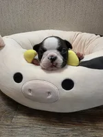 Sugar, a female Boston Terrier for sale in Cave City, AR – 1 of 3