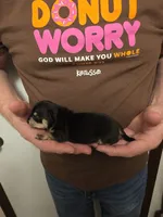 Bruno, a male Chihuahua for sale in Cave City, AR – 2 of 3