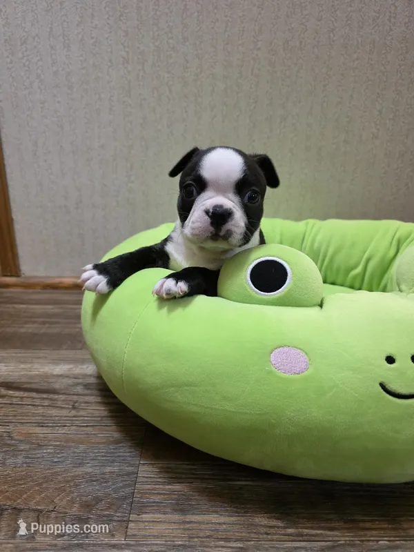 Sugar – Boston Terrier puppy for sale in Cave City, AR