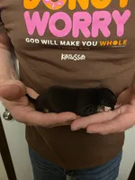 Pumpkin, a female Chihuahua for sale in Cave City, AR – 3 of 3