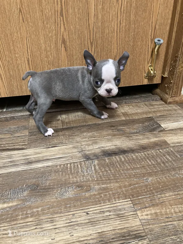 Bluey – Boston Terrier puppy on hold in Cave City, AR