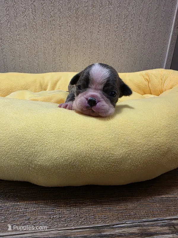 Sapphire  – Boston Terrier puppy for sale in Cave City, AR