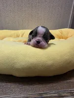 Sapphire , a female Boston Terrier for sale in Cave City, AR – 1 of 3