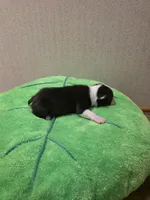Otis, a male Boston Terrier for sale in Cave City, AR – 3 of 3