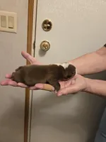 Poppy, a female Boston Terrier for sale in Cave City, AR – Photo 3 of 3