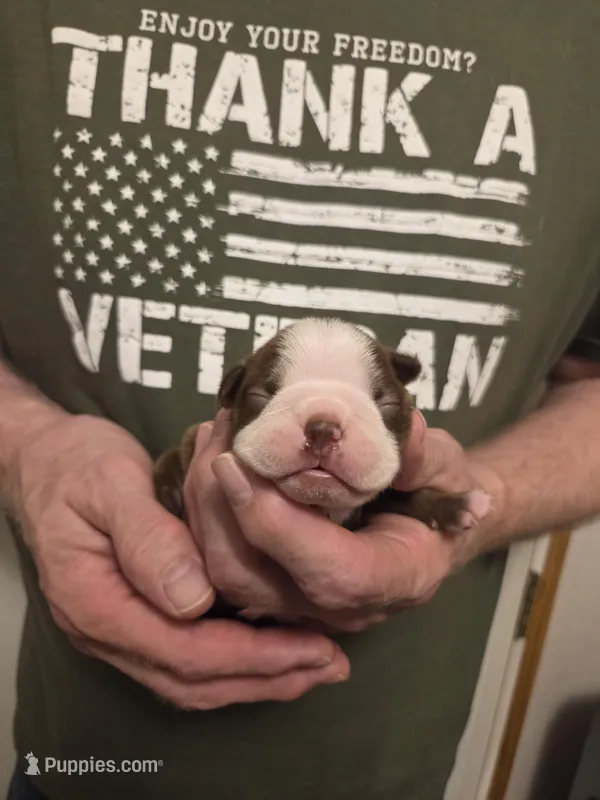 Poppy – Boston Terrier puppy for sale in Cave City, AR