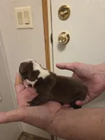 Poppy, a female Boston Terrier for sale in Cave City, AR – Photo 2 of 3