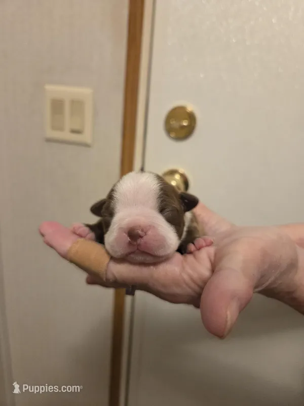 Poppy – Boston Terrier puppy for sale in Cave City, AR