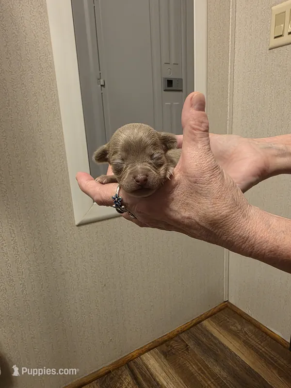 Sugar – Chihuahua puppy for sale in Cave City, AR