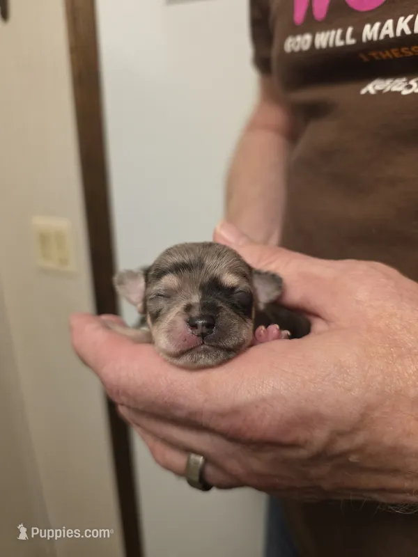 Astro – Chihuahua puppy for sale in Cave City, AR