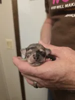 Astro, a male Chihuahua for sale in Cave City, AR – 1 of 3