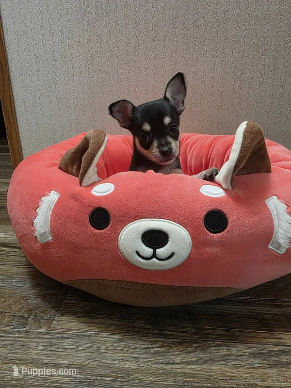 Meadow – Chihuahua puppy for sale in Cave City, AR