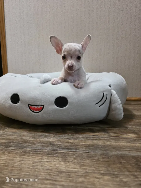Ziggy – Chihuahua puppy for sale in Cave City, AR