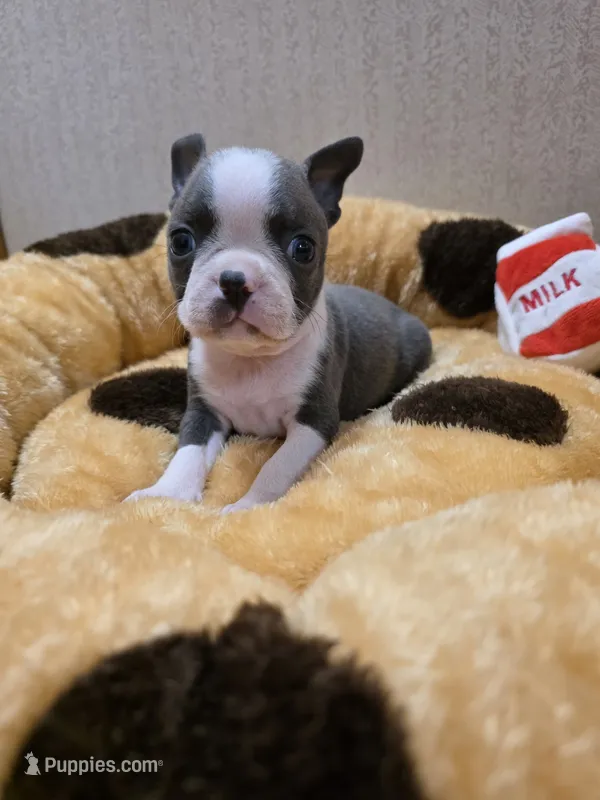 Bandit  – Boston Terrier puppy for sale in Cave City, AR