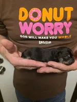 Enzo, a male Chihuahua for sale in Cave City, AR – 2 of 3