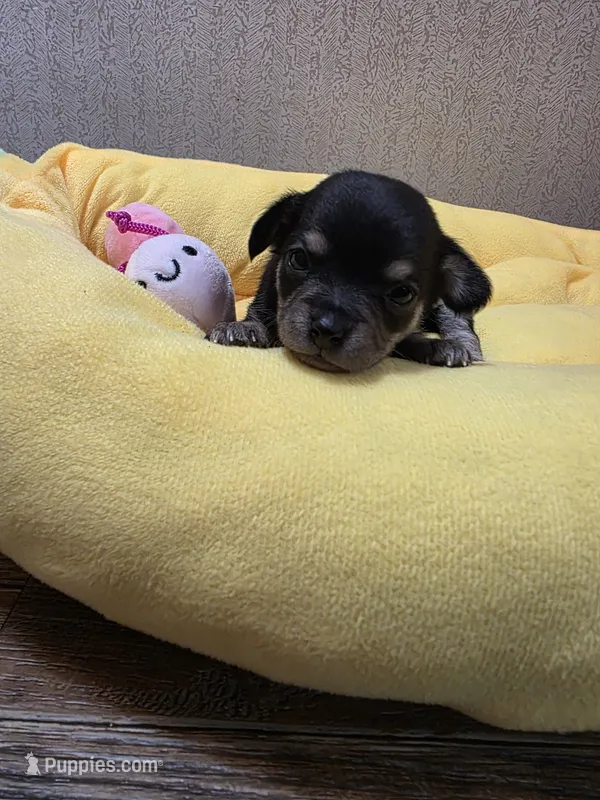 Athena – Chihuahua puppy for sale in Cave City, AR