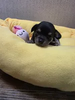 Athena, a female Chihuahua for sale in Cave City, AR – 1 of 3