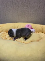 Sapphire , a female Boston Terrier for sale in Cave City, AR – 3 of 3