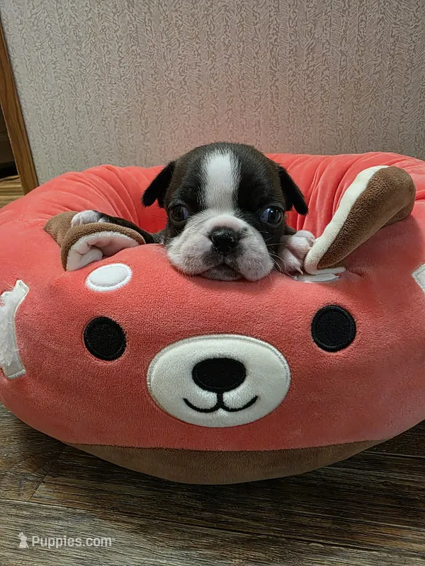 Ruby – Boston Terrier puppy for sale in Cave City, AR