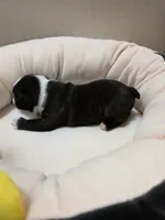 Sugar, a female Boston Terrier for sale in Cave City, AR – 3 of 3
