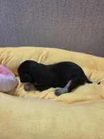 Athena, a female Chihuahua for sale in Cave City, AR – 2 of 3