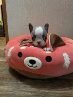 Little boy blue, a male Boston Terrier for sale in Cave City, AR – 2 of 4