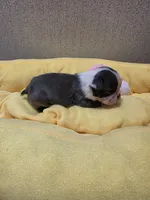 Sapphire , a female Boston Terrier for sale in Cave City, AR – 2 of 3