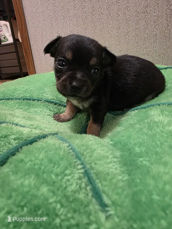 Enzo – Chihuahua puppy for sale in Cave City, AR