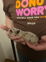 Ruby, a female Chihuahua for sale in Cave City, AR – 2 of 3