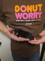 Fiona , a female Chihuahua for sale in Cave City, AR – 3 of 3