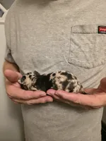 Splash, a male Chihuahua for sale in Cave City, AR – 2 of 3
