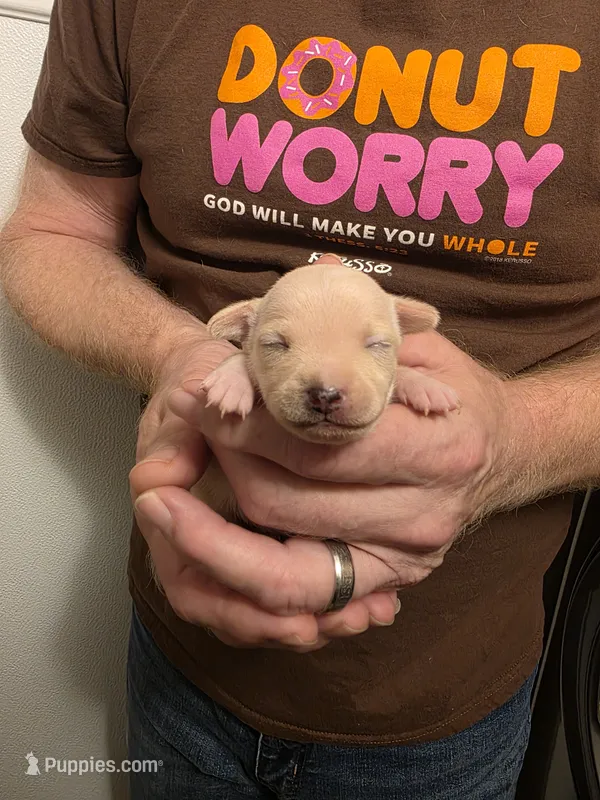 Dixie – Chihuahua puppy for sale in Cave City, AR