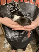 BooBoo, a female Boston Terrier for sale in Cave City, AR – Photo 2 of 3