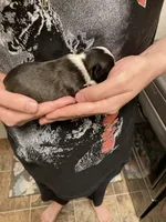 BooBoo, a female Boston Terrier for sale in Cave City, AR – Photo 3 of 3