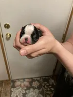 BooBoo, a female Boston Terrier for sale in Cave City, AR – Photo 1 of 3