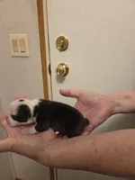 Diesel , a male Boston Terrier for sale in Cave City, AR – Photo 3 of 3