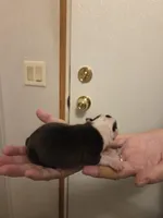 Diesel , a male Boston Terrier for sale in Cave City, AR – Photo 2 of 3