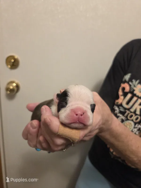 Diesel  – Boston Terrier puppy on hold in Cave City, AR