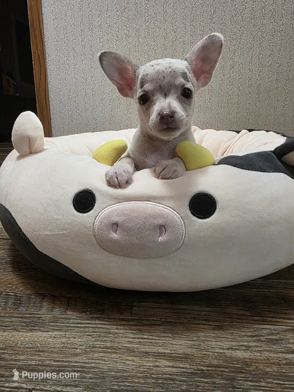Ziggy – Chihuahua puppy for sale in Cave City, AR